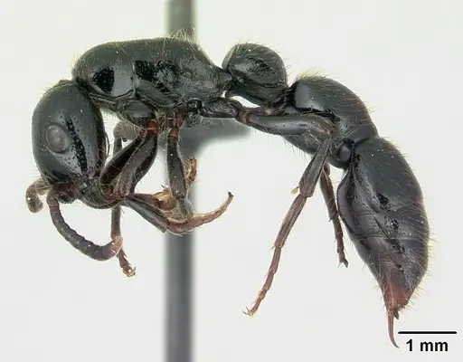 Simopone sicaria specimen CASENT0004544 image casent0004544_3