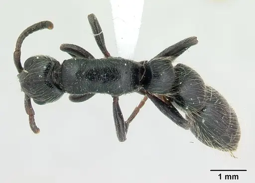 Simopone sicaria specimen CASENT0004545 image casent0004545_1