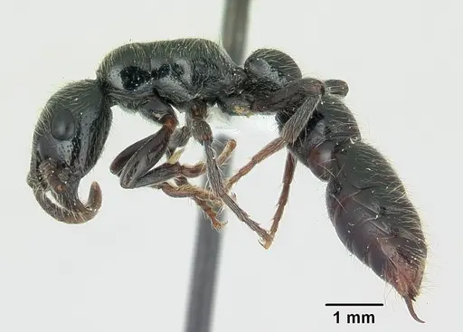 Simopone sicaria specimen CASENT0004545 image casent0004545_3