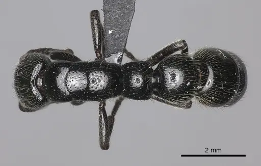 Simopone silens specimen CASENT0000556 image casent0000556_1