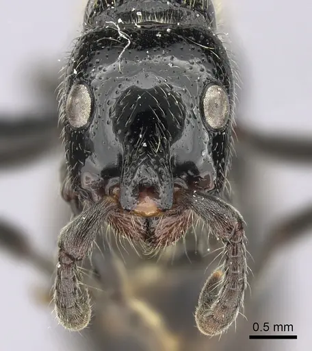 Simopone silens specimen CASENT0000556 image casent0000556_2