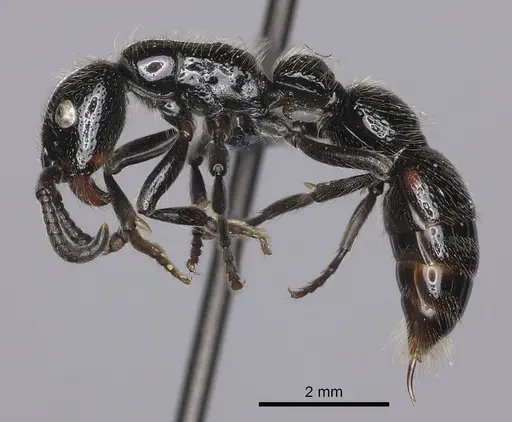 Simopone silens specimen CASENT0000556 image casent0000556_3