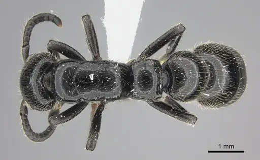 Simopone silens specimen CASENT0000562 image casent0000562_1
