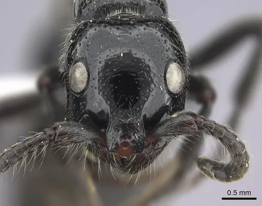 Simopone silens specimen CASENT0000562 image casent0000562_2