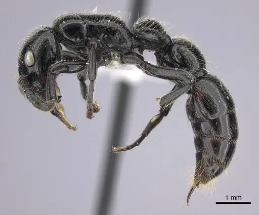 Simopone silens specimen CASENT0000562 image casent0000562_3