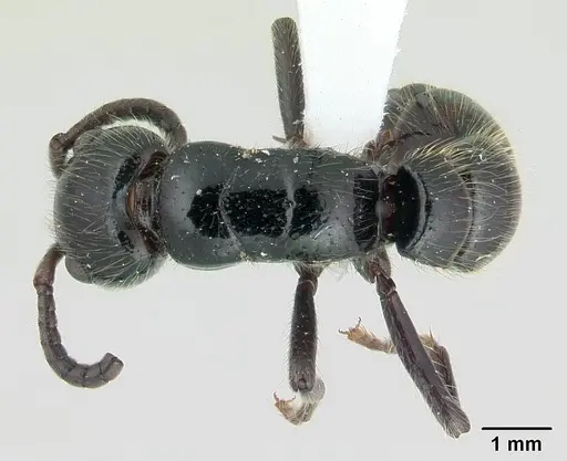 Simopone silens specimen CASENT0410468 image casent0410468_1