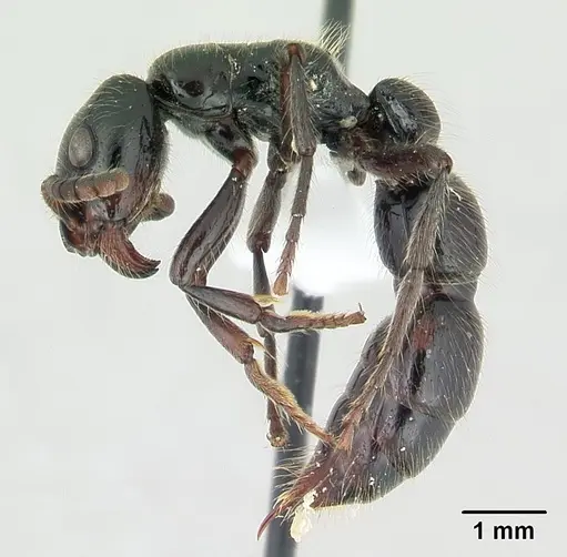 Simopone silens specimen CASENT0410468 image casent0410468_3