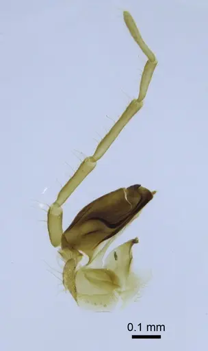 Simopone silens specimen CASENT0740896 image casent0740896_1