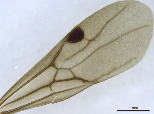 Simopone silens specimen CASENT0740896 image casent0740896_2
