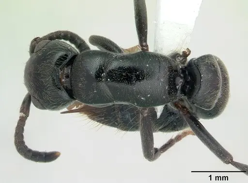 Simopone trita specimen CASENT0410473 image casent0410473_1