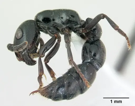 Simopone trita specimen CASENT0410473 image casent0410473_3