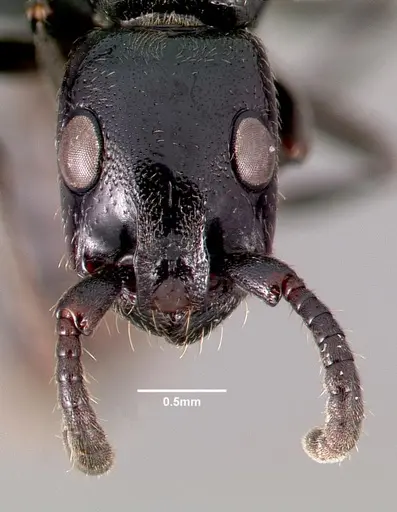 Simopone trita specimen CASENT0410474 image casent0410474_2
