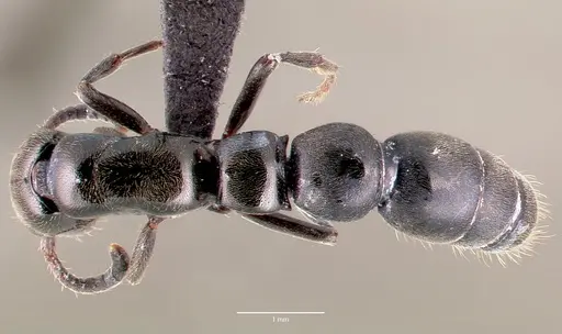 Simopone trita specimen CASENT0428046 image casent0428046_1