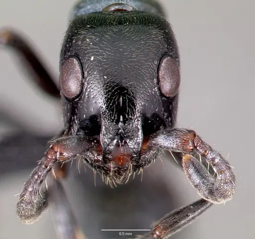 Simopone trita specimen CASENT0428046 image casent0428046_2