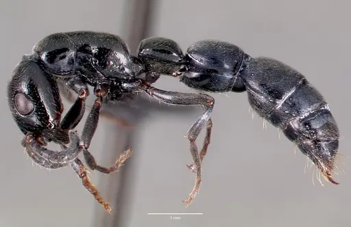Simopone trita specimen CASENT0428046 image casent0428046_3