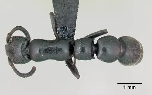 Simopone trita specimen CASENT0499410 image casent0499410_1