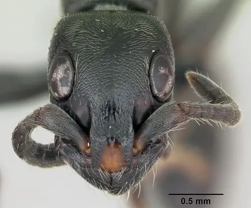 Simopone trita specimen CASENT0499410 image casent0499410_2