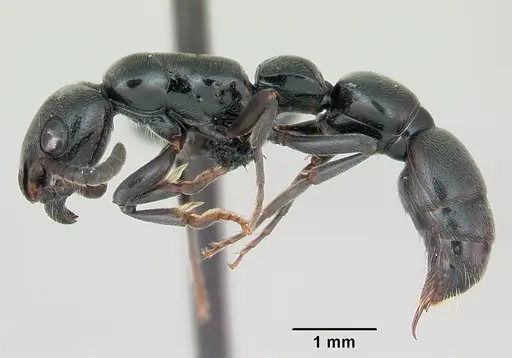 Simopone trita specimen CASENT0499410 image casent0499410_3