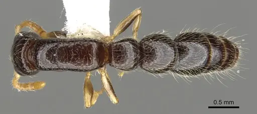 Simopone vepres specimen CASENT0902704 image casent0902704_1