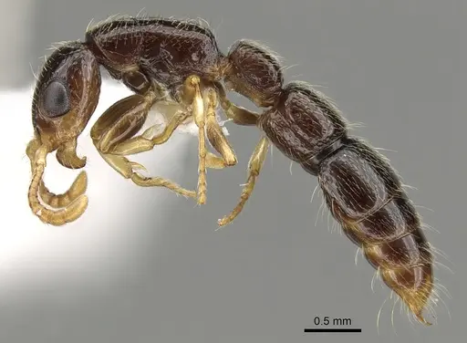 Simopone vepres specimen CASENT0902704 image casent0902704_3