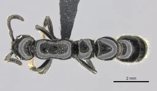 Simopone victrix specimen CASENT0004512 image casent0004512_1