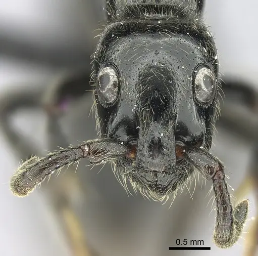 Simopone victrix specimen CASENT0004512 image casent0004512_2