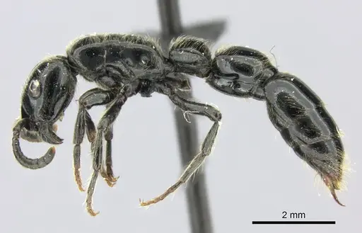 Simopone victrix specimen CASENT0004512 image casent0004512_3