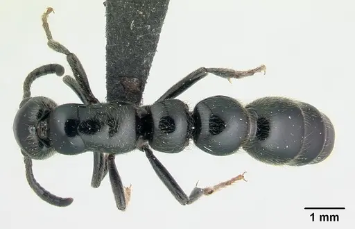 Simopone victrix specimen CASENT0134495 image casent0134495_1