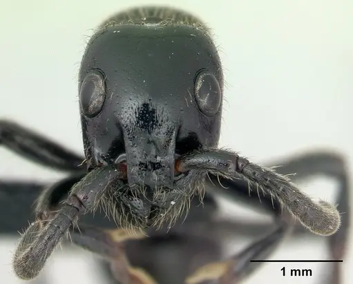 Simopone victrix specimen CASENT0134495 image casent0134495_2