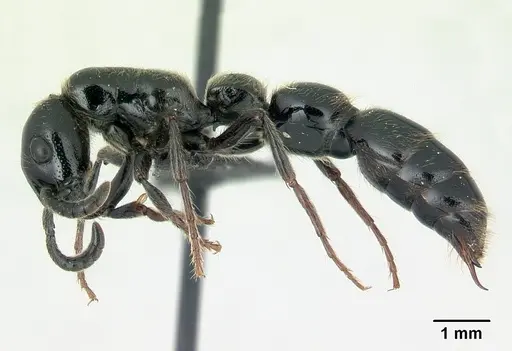 Simopone victrix specimen CASENT0134495 image casent0134495_3