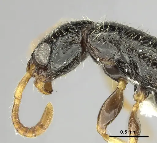 Simopone wilburi specimen CASENT0004515 image casent0004515_1