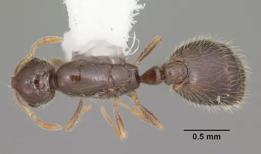 Solenopsis abdita specimen CASENT0104492 image casent0104492_1