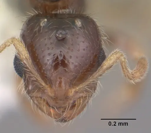 Solenopsis abdita specimen CASENT0104492 image casent0104492_2