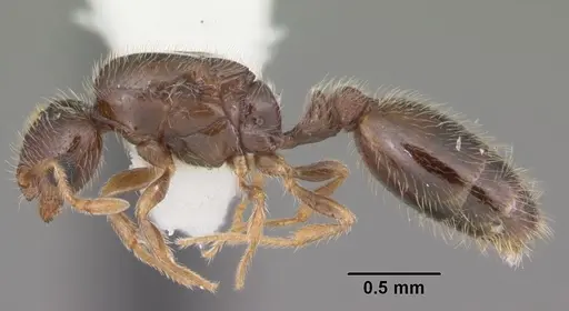 Solenopsis abdita specimen CASENT0104492 image casent0104492_3