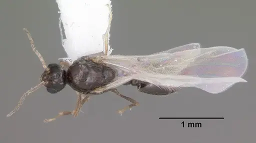 Solenopsis abdita specimen CASENT0104493 image casent0104493_1