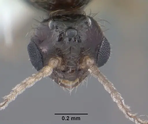 Solenopsis abdita specimen CASENT0104493 image casent0104493_2