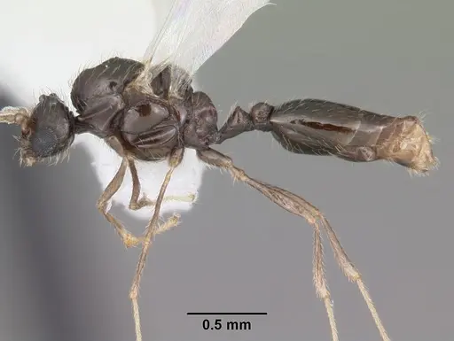 Solenopsis abdita specimen CASENT0104493 image casent0104493_3