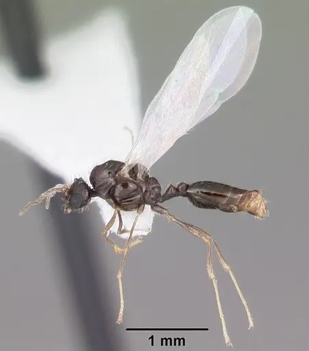 Solenopsis abdita specimen CASENT0104493 image casent0104493_4