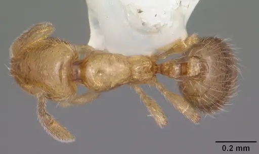 Solenopsis abdita specimen CASENT0104494 image casent0104494_1