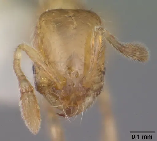 Solenopsis abdita specimen CASENT0104494 image casent0104494_2