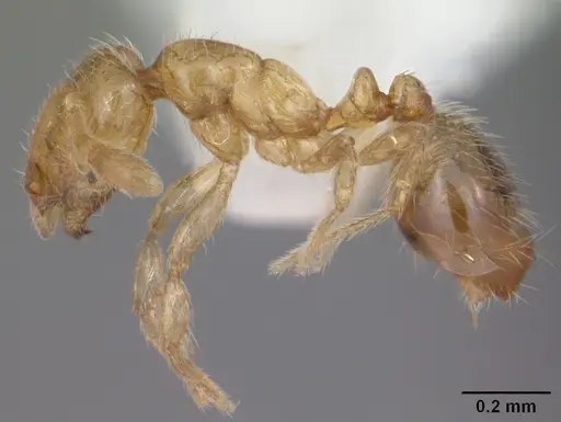 Solenopsis abdita specimen CASENT0104494 image casent0104494_3