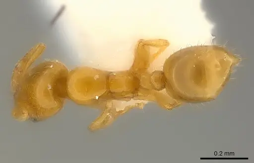 Solenopsis abdita specimen CASENT0217364 image casent0217364_1