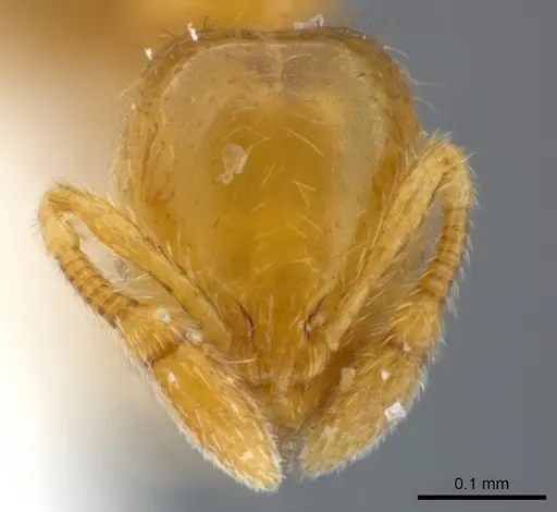 Solenopsis abdita specimen CASENT0217364 image casent0217364_2