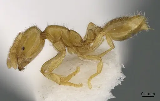 Solenopsis abdita specimen CASENT0217364 image casent0217364_3