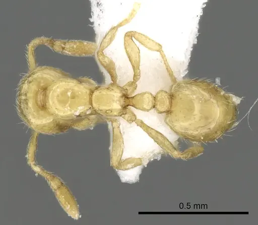 Solenopsis abdita specimen CASENT0249866 image casent0249866_1