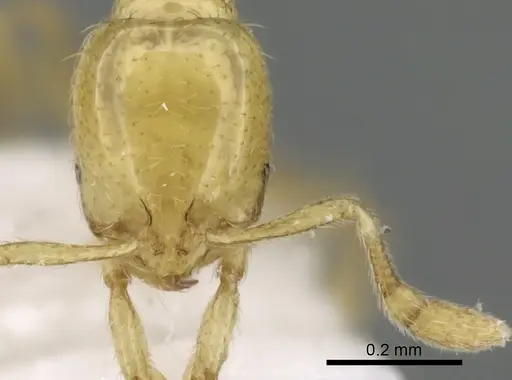 Solenopsis abdita specimen CASENT0249866 image casent0249866_2