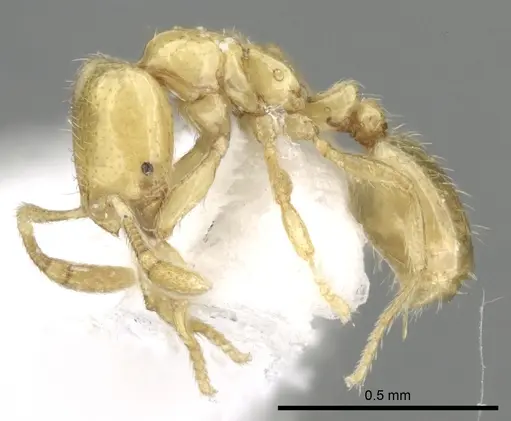 Solenopsis abdita specimen CASENT0249866 image casent0249866_3