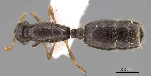 Solenopsis abdita specimen CASENT0914333 image casent0914333_1