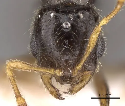 Solenopsis abdita specimen CASENT0914333 image casent0914333_2