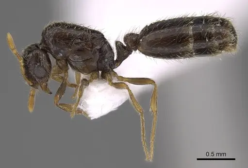 Solenopsis abdita specimen CASENT0914333 image casent0914333_3